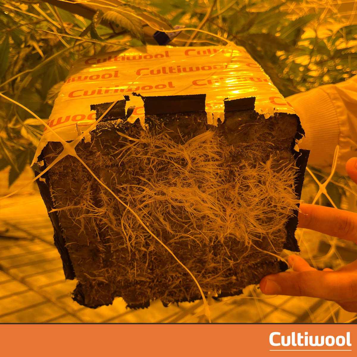 mistakes-growing-stone-wool-3