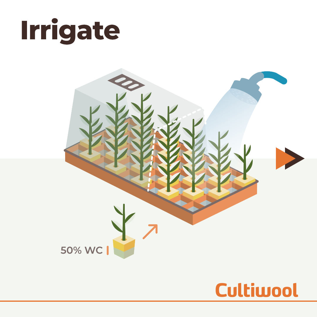 irrigate-starter-plugs