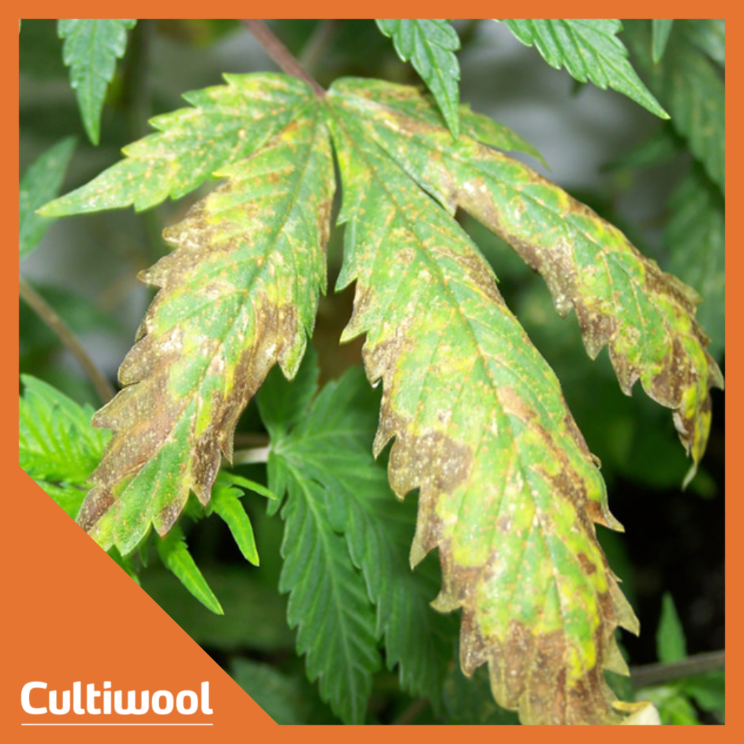 deficiency-cannabis-leaf-1