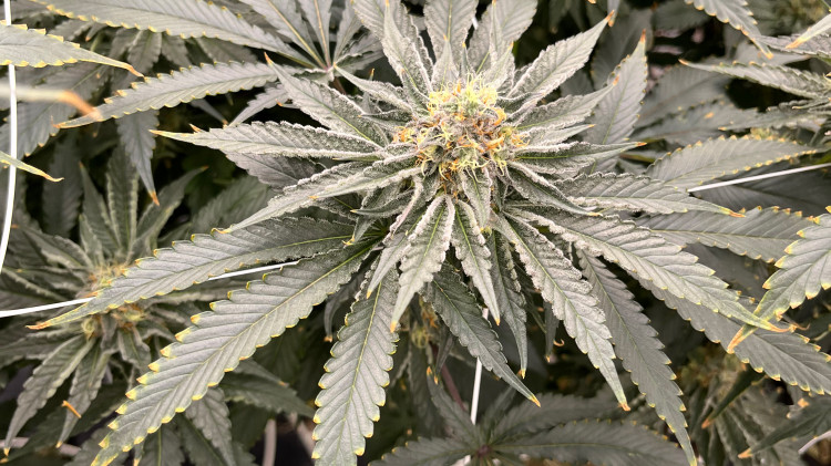 mistakes-growing-stone-wool-1