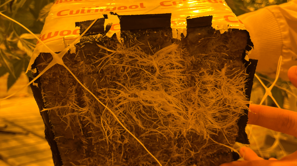 mistakes-growing-stone-wool-3