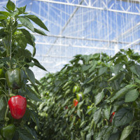greenhouse_paprika