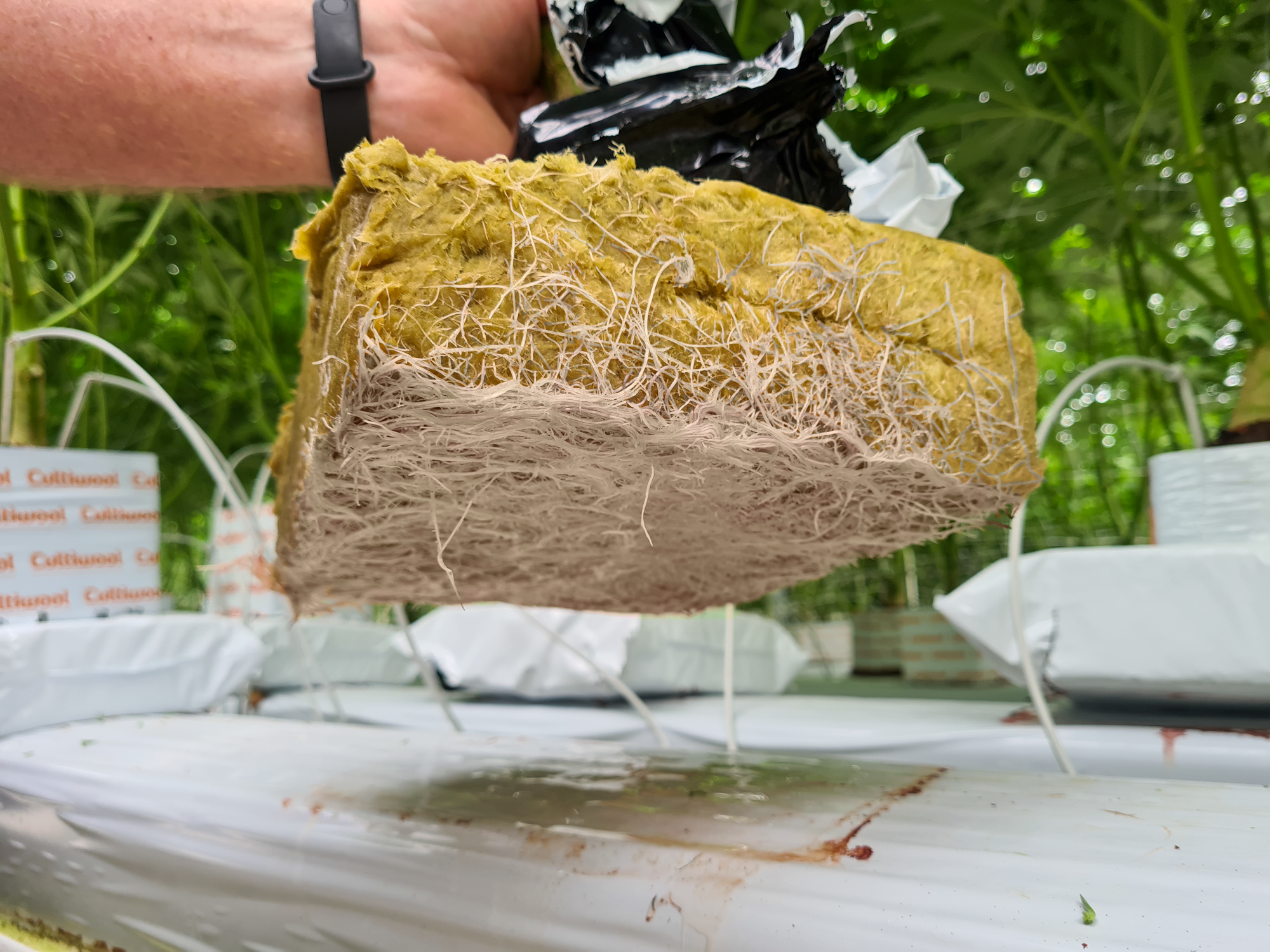 wittewortels-cultiwool