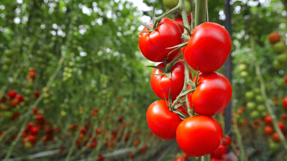 greenhouse_tomatoes