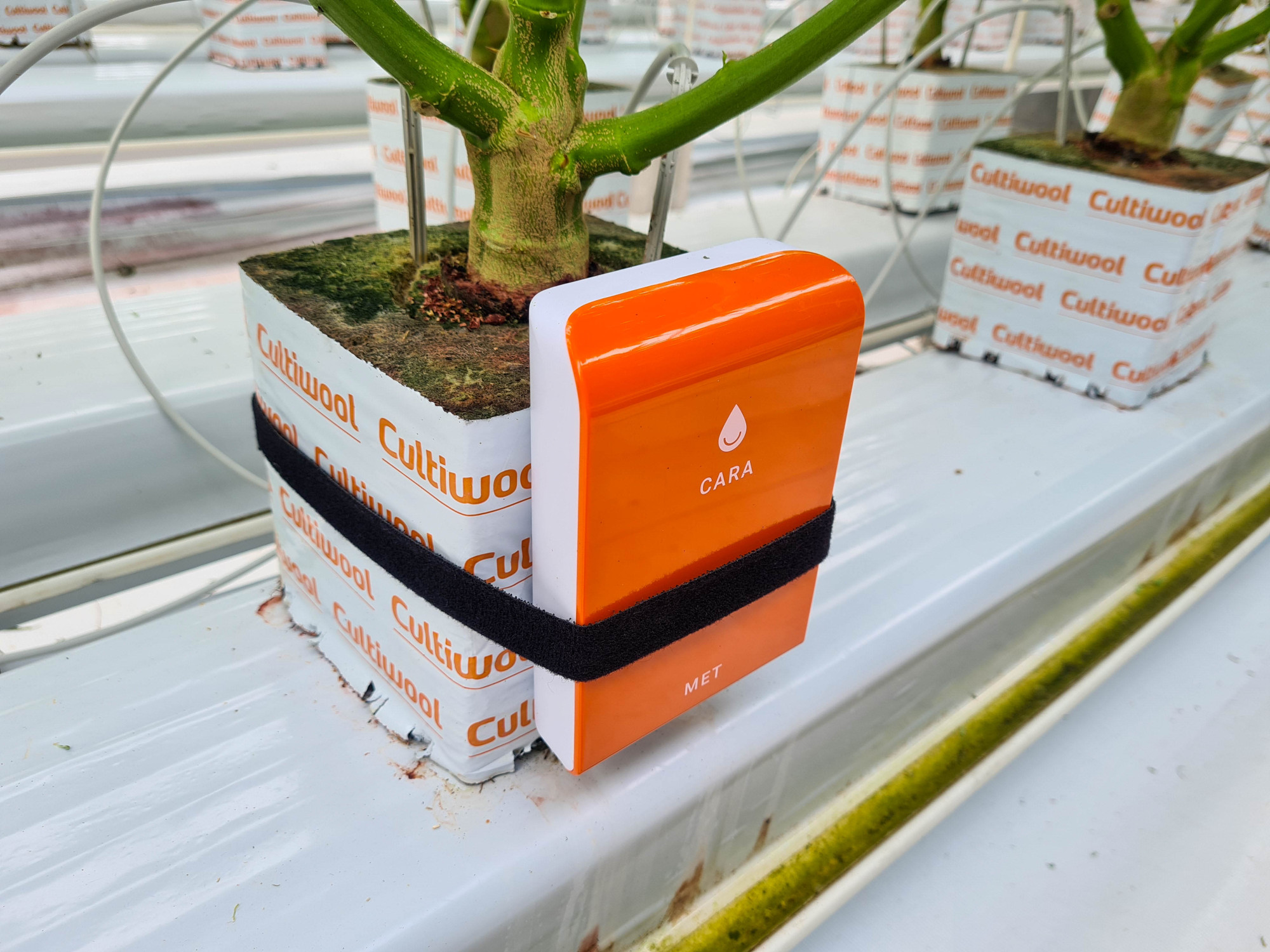 EC-in-cannabis-cultivation