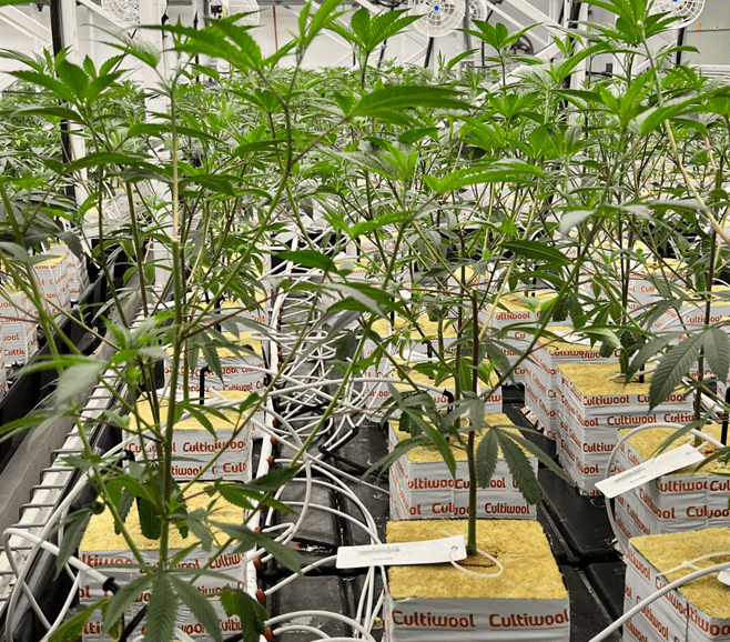 VPD & Root-Zone Balance – Why Climate Control Matters in Stone Wool Cultivation