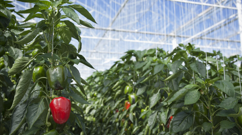 greenhouse_paprika