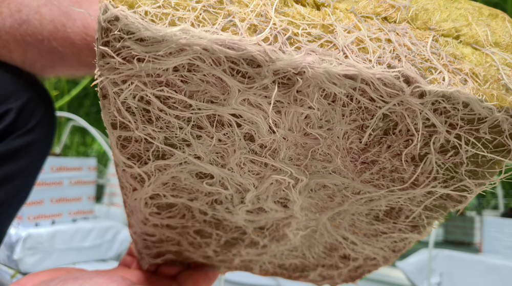 cultiwool_rockwool_slab_white_roots