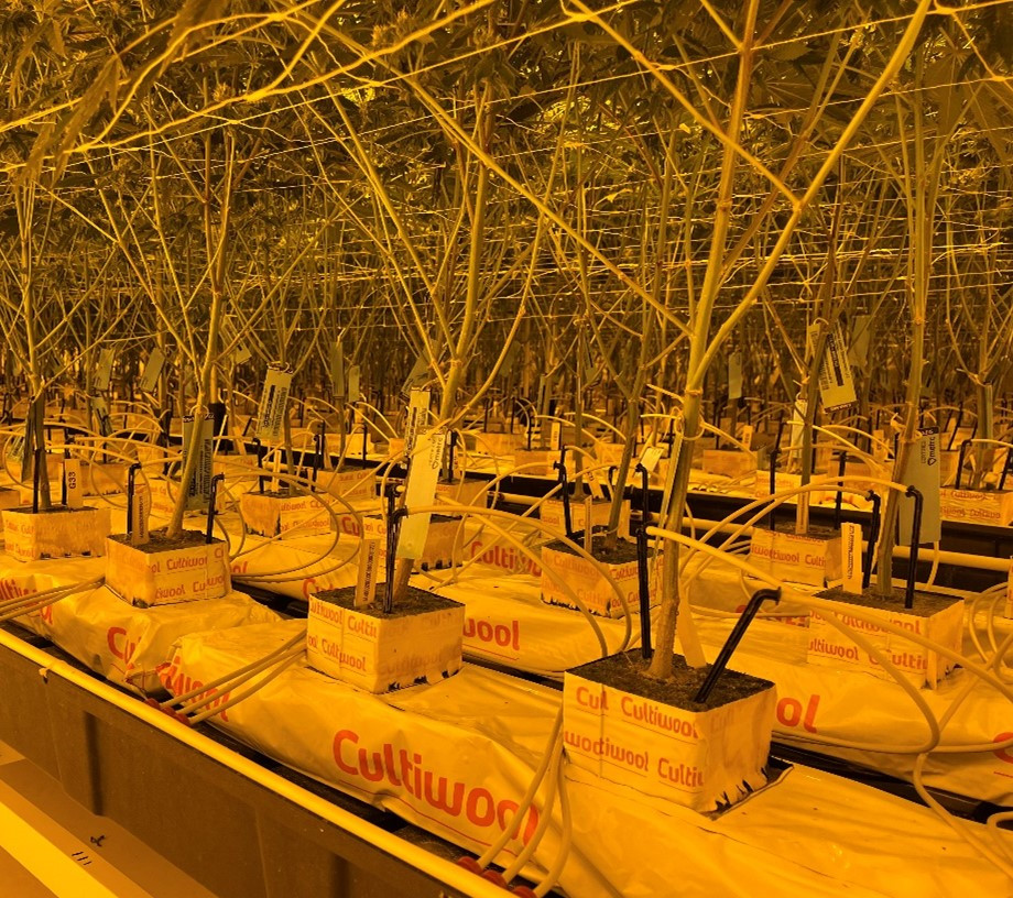 stone_wool_vs_organic_substrates_2