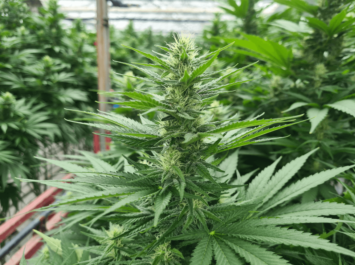 cannabis-flower-1