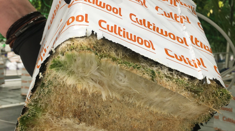 cultiwool_channeling