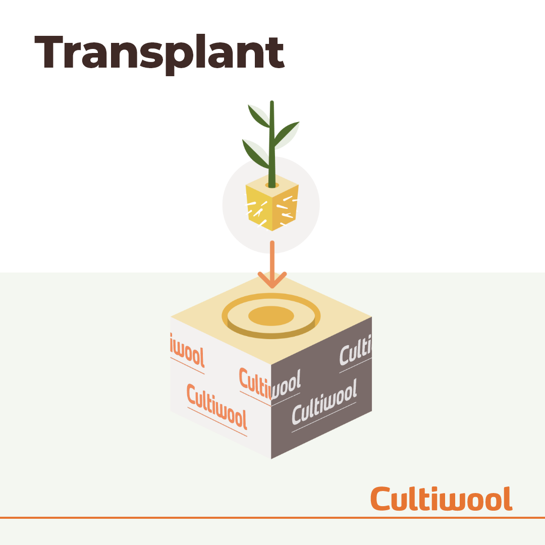 transplant-plug-into-growing-block