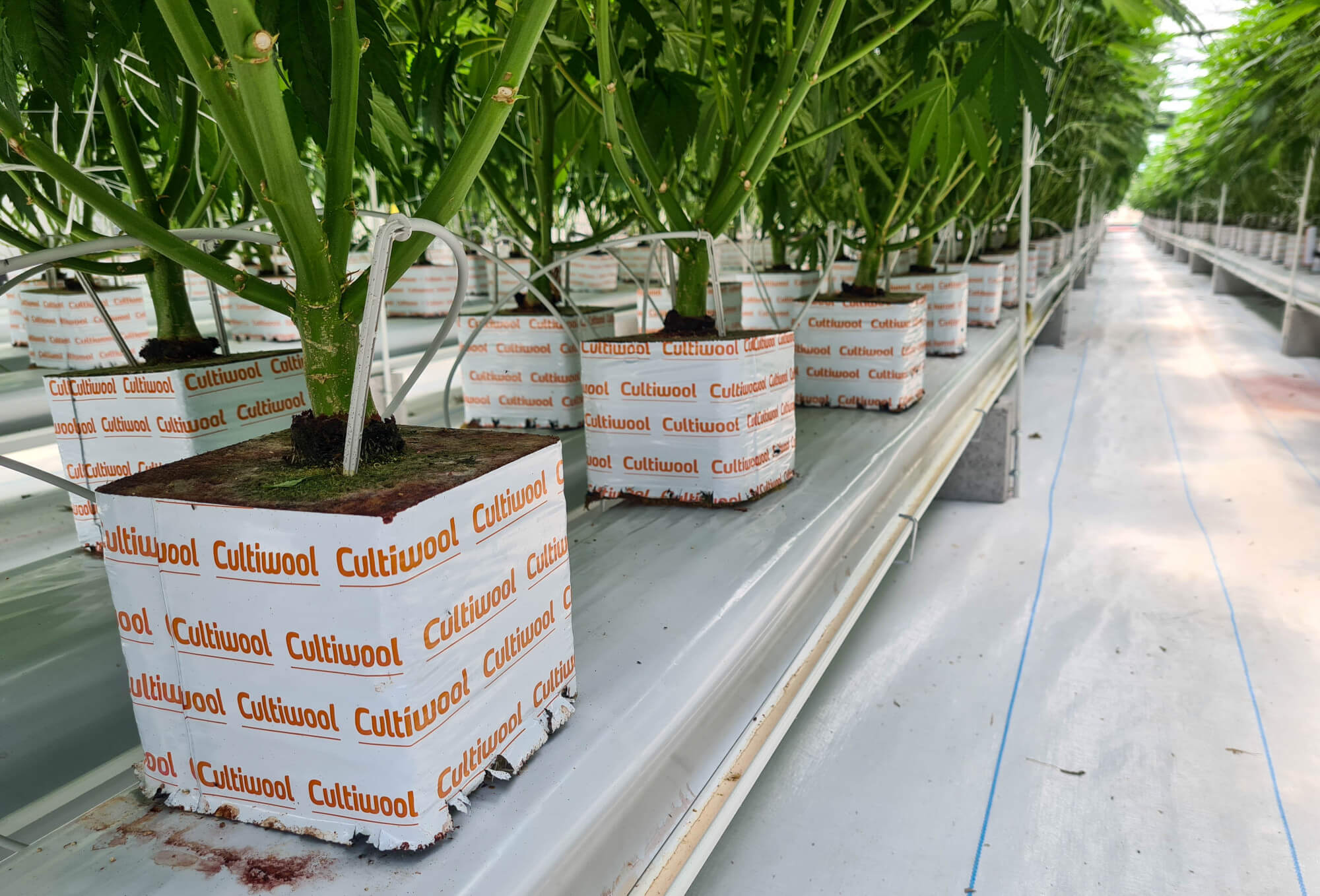 cannabis-plant-base-in-cultiwool-blocks