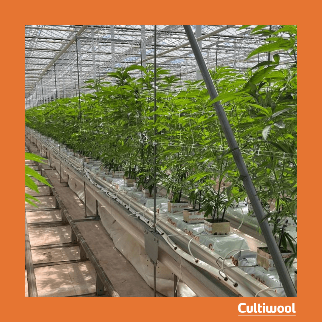 cultiwool-settingupatrial