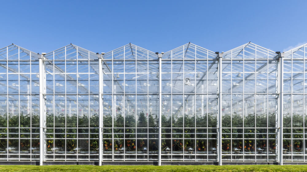 greenhouse_vegetables