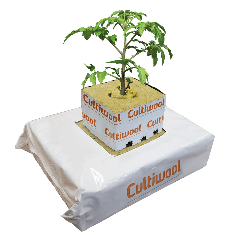 mini-slab_tomato-plug-on-4in-block