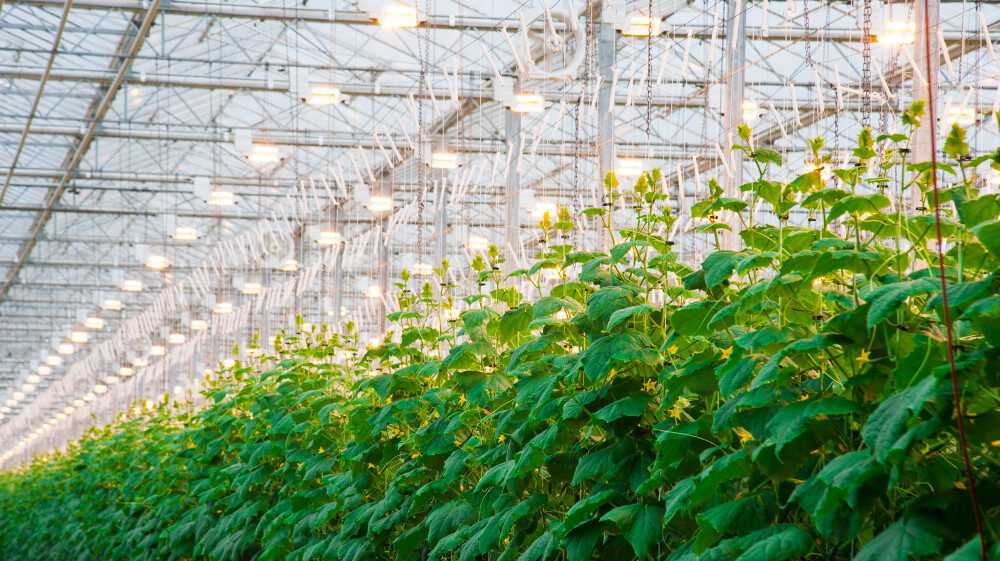 greenhouse_cucumber