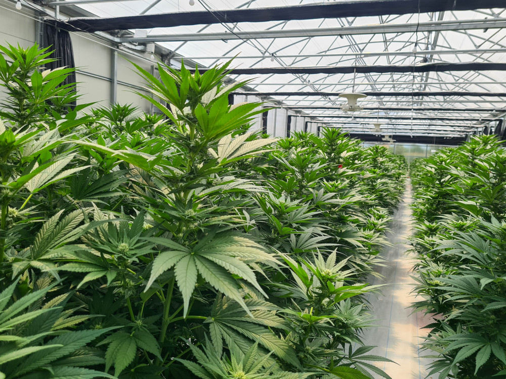 1996_cannabis-plants.jpg