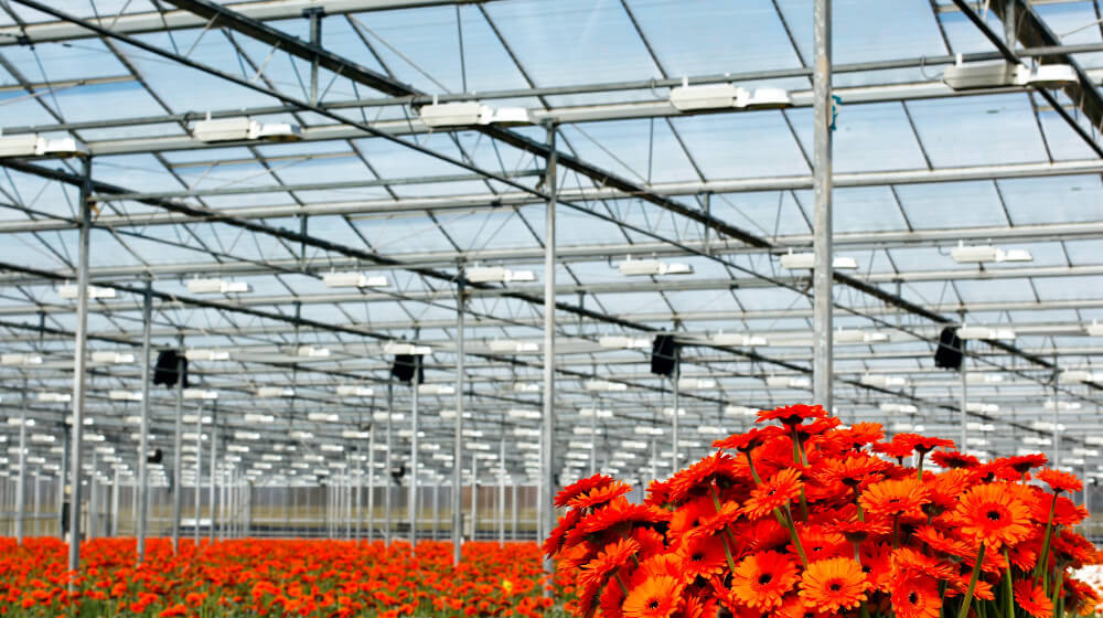 greenhouse_gerbra