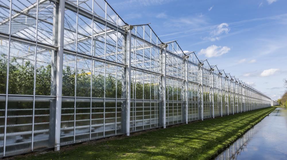 greenhouse_vegetable