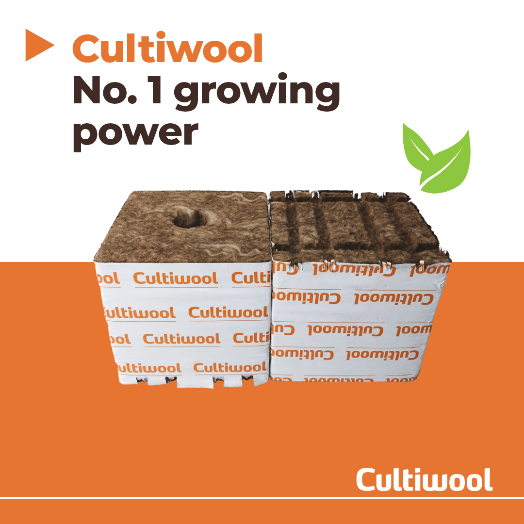 newsarticlewebsite-newcultiwooleco-1