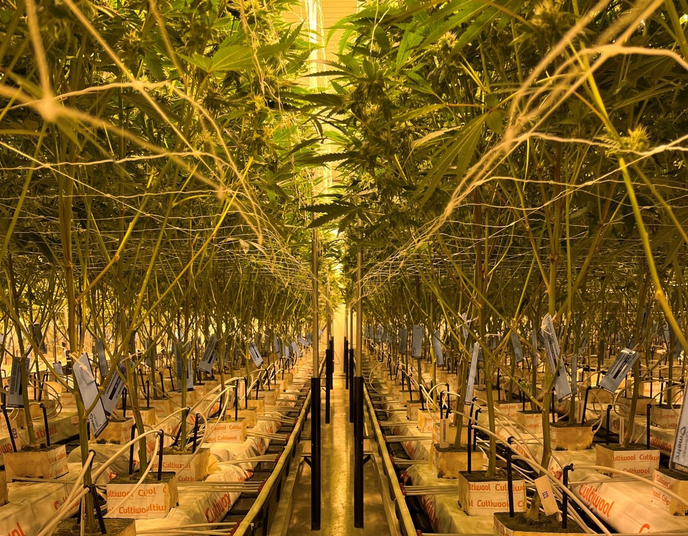 stone_wool_vs_organic_substrates