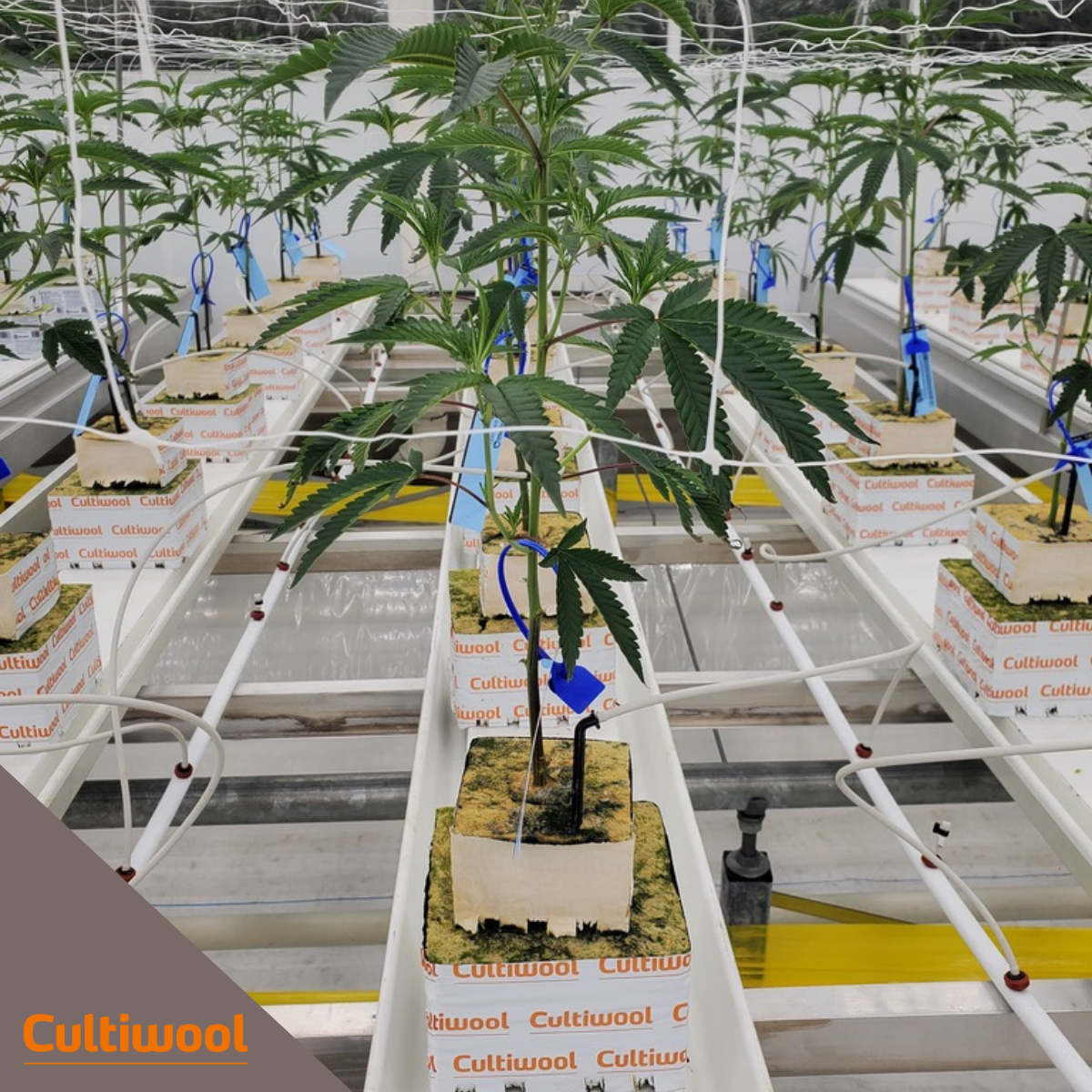 mistakes-growing-stone-wool-2