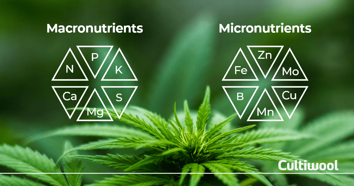 micro-macro-nutrients-cannabis