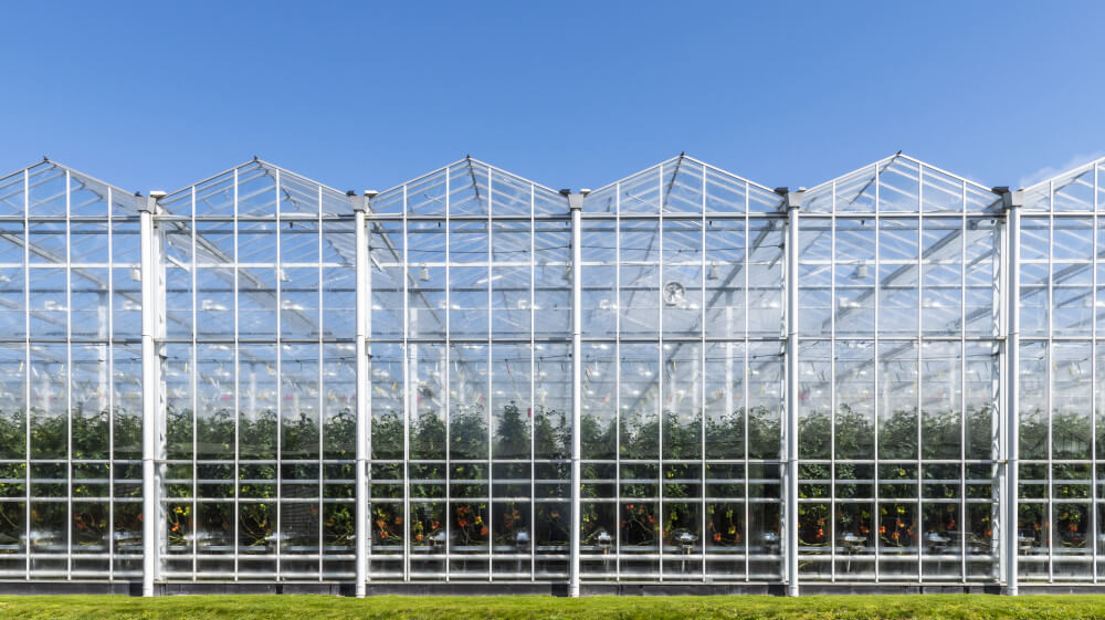 greenhouse_vegetables