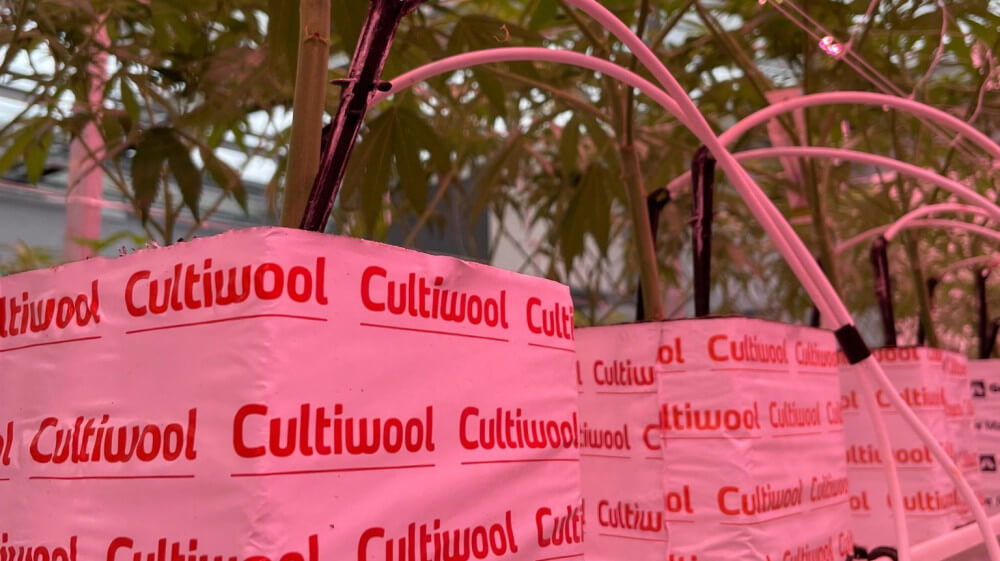 choose-best-substrate